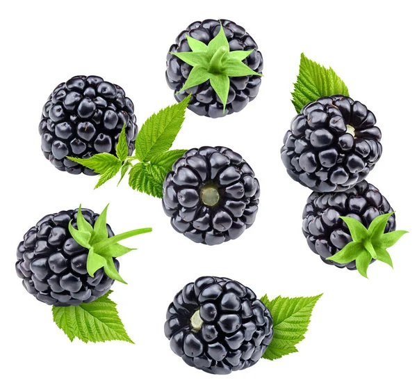 Blackberry Čerstvé Organické Ostružiny Listy Izolovanými Bílém Pozadí Ostružina Ostružinovou — Stock fotografie