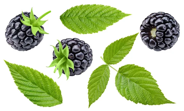 Blackberry Collection Leaves Isolated White Background Blackberry Set Clipping Path — Stock Photo, Image