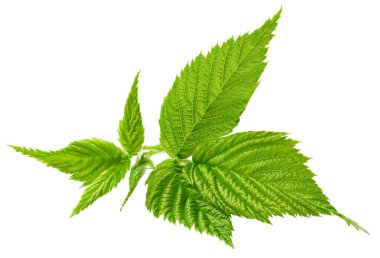 Leaf blackberry. Leaf clipping path. Blackberry leaf macro studio photo. Full depth of field