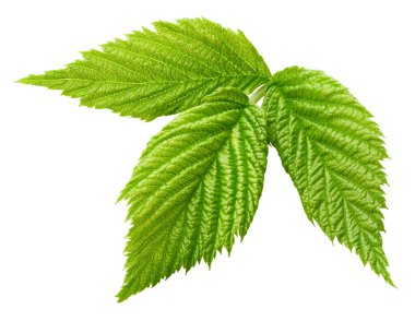 Leaf blackberry. Leaf clipping path. Blackberry leaf macro studio photo. Full depth of field