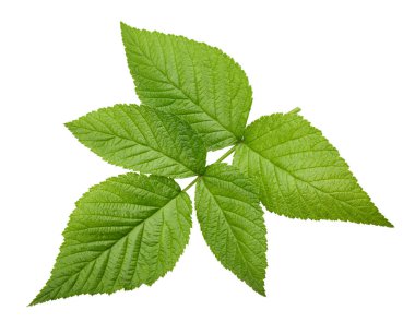 Leaf blackberry. Leaf clipping path. Blackberry leaf macro studio photo. Full depth of field