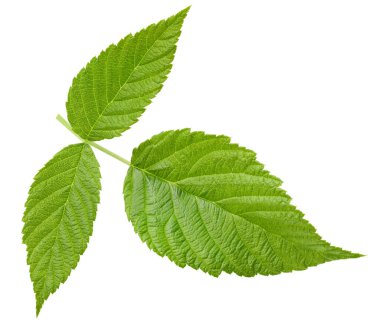 Leaf blackberry. Leaf clipping path. Blackberry leaf macro studio photo. Full depth of field