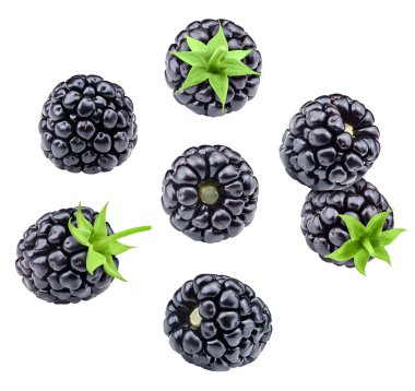 Kırpma Yolu beyaz bir arkaplanda izole edilmiş Blackberry yaprakları. Blackberry koleksiyonu