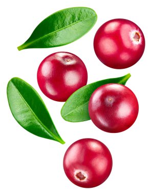 Isolated cranberry. Fresh organic cranberry with leaves isolated clipping path. Cranberry macro studio photo.