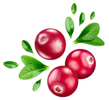 Isolated cranberry. Fresh organic cranberry with leaves isolated clipping path. Cranberry macro studio photo.