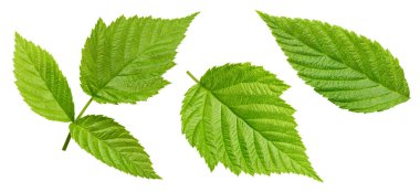Raspberry leaf. Fresh raspberry leaf isolated on white background. Raspberry leaf clipping path