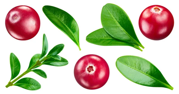 Isolated Cranberry Fresh Organic Cranberry Leaves Isolated Clipping Path Cranberry — Stock Photo, Image