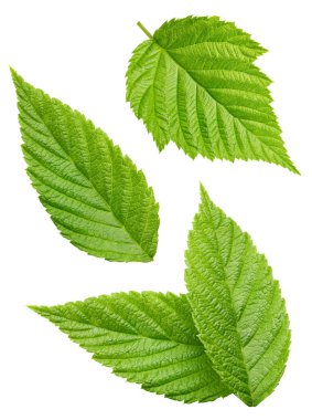 Raspberry leaf. Fresh raspberry leaf isolated on white background. Raspberry leaf clipping path