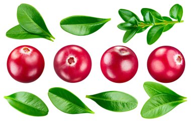 Isolated cranberry. Fresh organic cranberry with leaves isolated clipping path. Cranberry macro studio photo.