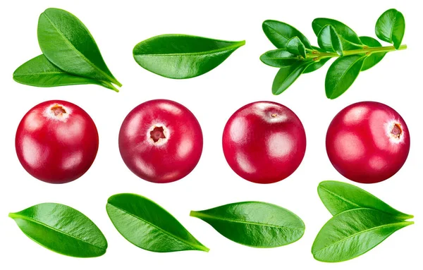 Isolated Cranberry Fresh Organic Cranberry Leaves Isolated Clipping Path Cranberry — Zdjęcie stockowe