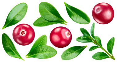 Cranberry berry. Cranberry isolated on white background. Cranberry clipping path