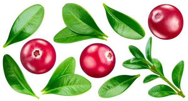 Cranberry Berry Cranberry Isolated White Background Cranberry Clipping Path — Stock Photo, Image