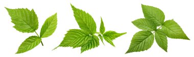 Raspberry leaf. Fresh raspberry leaf isolated on white background. Raspberry leaf clipping path
