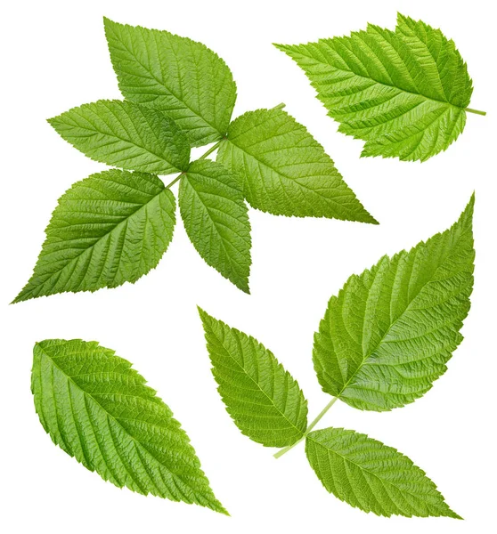 Raspberry Leaf Collection Clipping Path Raspberry Leaf Isolated White Background — Stock Photo, Image
