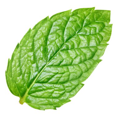 Naneli. Beyaz arka planda izole edilmiş nane. Nane kırpma yolu.