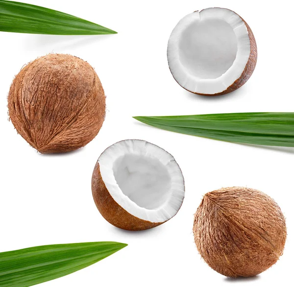 椰子收割路径 成熟的整个椰子 半隔离在白色的背景 Coconut宏工作室照片 — 图库照片