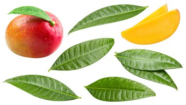 Beyaz arka planda izole edilmiş olgun mango meyveleri. Kesme yolu olan mango kompozisyonu. Mango makro stüdyo fotoğrafı