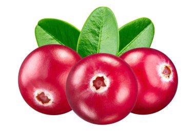 Sapında yapraklar olan yabanmersini. Senin tasarımın için kızılcık. Kızılcık kırpma yolu