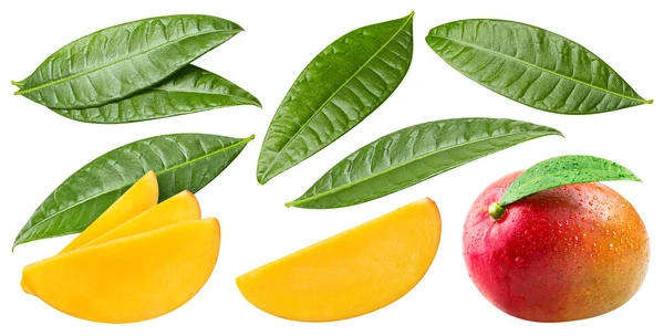 Mangó Kollekció Mangó Vágóúttal Elszigetelt Fehér Háttérrel Friss Bio Gyümölcs — Stock Fotó