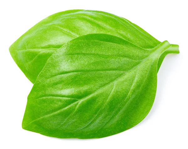 Fresh Organic Basil Leaves Isolated White Background Basil Leaves Clipping — Stock Photo, Image