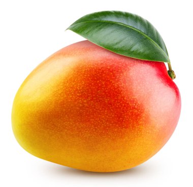Mango leaves with Clipping Path isolated on a white background. Mango collection