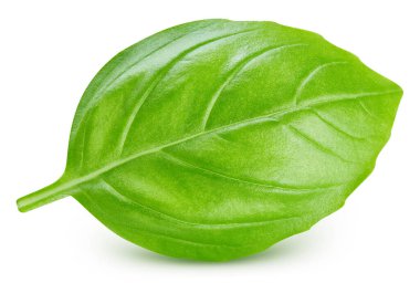 Fesleğen yaprakları beyaz arkaplanda yalıtılmış. Fesleğeni kırpma yolu ile bırakır