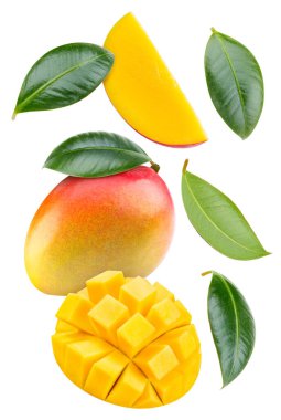 Isolated mango. Fresh organic mango with leaves isolated clipping path. Mango macro studio photo.