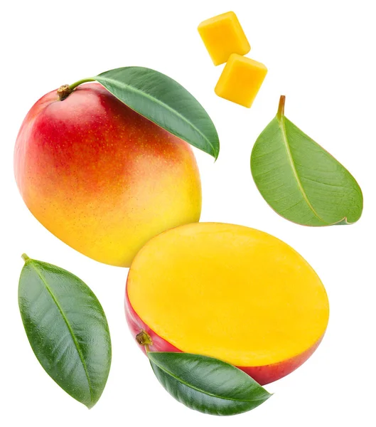 Fresh Mango Leaves Isolated White Background Mango White Background Clipping — Stock Photo, Image