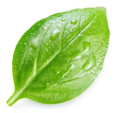 Beyaz arka planda ıslak fesleğen yaprakları. Fesleğen kırpma yolu