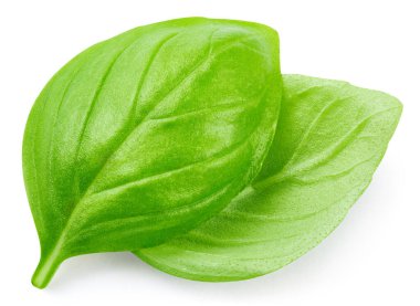 Beyaz arka planda izole edilmiş taze organik fesleğen yaprakları. Fesleğeni kırpma yolu ile bırakır