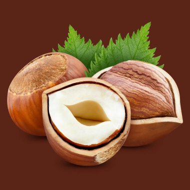 Fındık. Kırpma yolunda organik fındık izole edilmiş. Fındıklı makro.