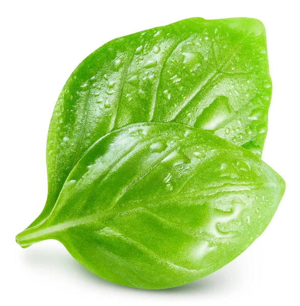 stock image Two fresh wet basil leaves on a white background. Basil in drops of water. Basil clipping path