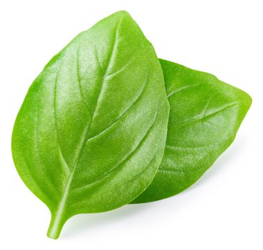 Beyaz arka planda izole edilmiş taze organik fesleğen yaprakları. Fesleğeni kırpma yolu ile bırakır