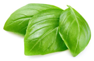 Beyaz arka planda izole edilmiş taze organik fesleğen yaprakları. Fesleğeni kırpma yolu ile bırakır