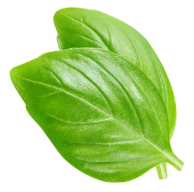 Fesleğen yaprakları beyaz arkaplanda yalıtılmış. Fesleğeni kırpma yolu ile bırakır