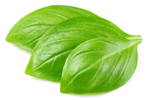 Basil izole edildi. Beyaz üzerine fesleğen yaprağı. Fesleğen kırpma yolu