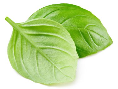 Fesleğen yaprağı kırpma yolu olan beyaz bir arkaplanda izole edilmiş. Basil yaprağı makro stüdyo fotoğrafı