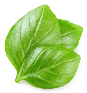 Basil izole edildi. Beyaz üzerine fesleğen yaprağı. Fesleğen kırpma yolu