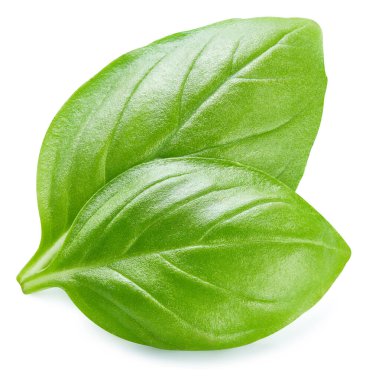 Basil izole edildi. Beyaz üzerine fesleğen yaprağı. Fesleğen kırpma yolu