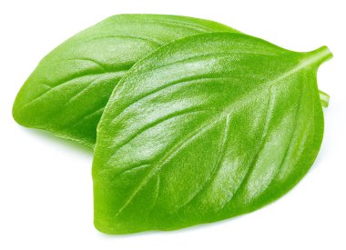 Basil izole edildi. Beyaz üzerine fesleğen yaprağı. Fesleğen kırpma yolu