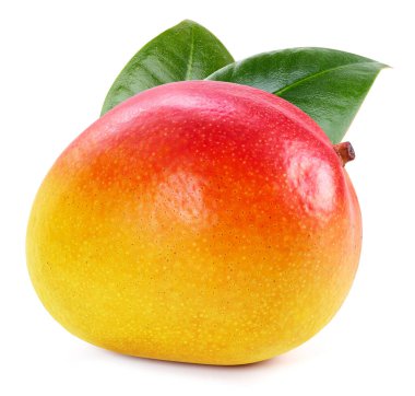 Beyaz yapraklı mango. Olgun taze mango kırpma yolu