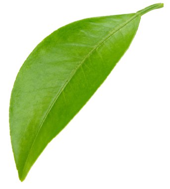 Citrus yaprakları beyaz arkaplanda yalıtılmış. Turuncu kırpma yolu. Yemek fotoğrafçılığı