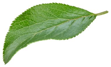 Beyaz arka planda izole Erik yaprakları. Kırpma yolunu bırakır. Gıda fotoğrafçılığı