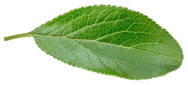 Beyaz arka planda izole Erik yaprakları. Kırpma yolunu bırakır. Gıda fotoğrafçılığı