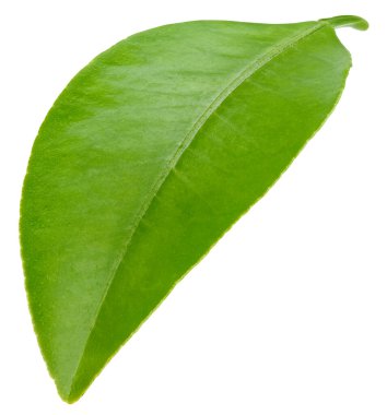 Citrus yaprakları beyaz arkaplanda yalıtılmış. Turuncu kırpma yolu. Yemek fotoğrafçılığı