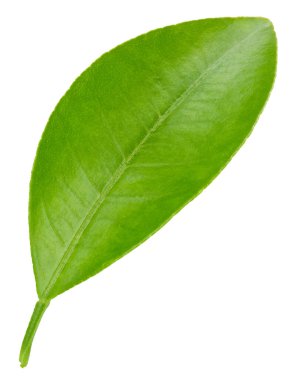 Citrus yaprakları beyaz arkaplanda yalıtılmış. Turuncu kırpma yolu. Yemek fotoğrafçılığı