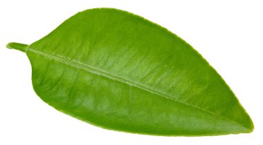 Citrus yaprakları beyaz arkaplanda yalıtılmış. Turuncu kırpma yolu. Yemek fotoğrafçılığı