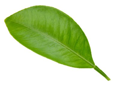 Citrus yaprakları beyaz arkaplanda yalıtılmış. Turuncu kırpma yolu. Yemek fotoğrafçılığı