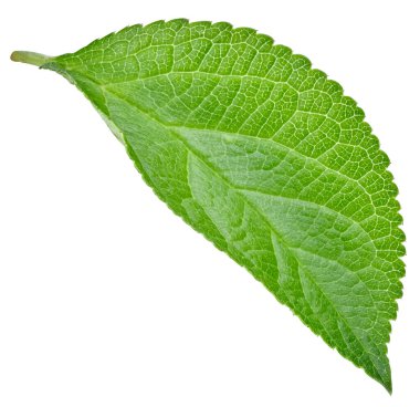 Beyaz arka planda izole Erik yaprakları. Kırpma yolunu bırakır. Gıda fotoğrafçılığı