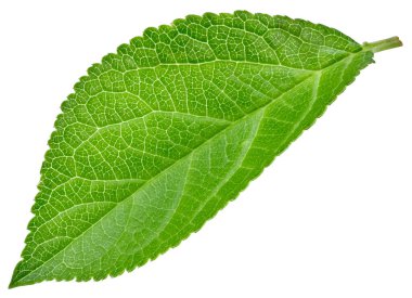 Beyaz arka planda izole Erik yaprakları. Kırpma yolunu bırakır. Gıda fotoğrafçılığı